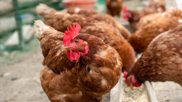 专业配资开户 油价下跌猛抬头! 7月14日: 调价后92/95号汽油价格! 蛋价翘尾!