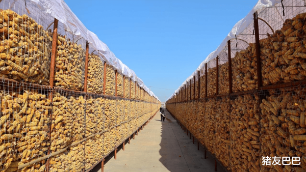 最安全的杠杆炒股平台官网 跌猛了, 玉米下跌“摧枯拉朽”! 附: 7月14日玉米价格